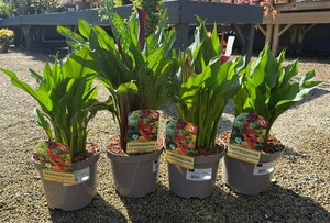 ZANTEDESCHIA IN VARIETIES
