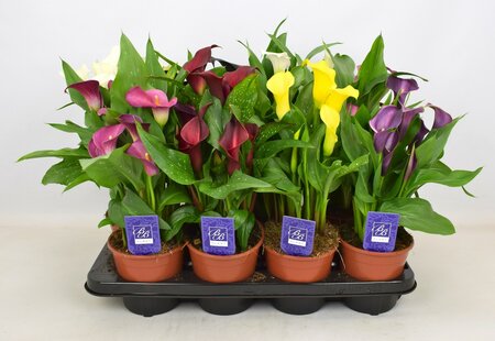 Zantedeschia mix / P14