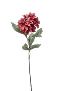 Zinnia spray mauve