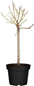 Zwerg Prunus persica